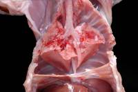 Respiration du lapin - aspect des poumons lors d'une expiration (cage thoracique ouverte)